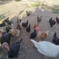 مرغ و خروس تخمی ۲۲عدد|پرنده|مشهد, چهاربرج|دیوار