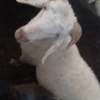 فروش دو بره نر چاق رابر