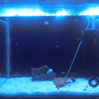 آکواریوم همراه با گوپی|ماهی|سهند, |دیوار