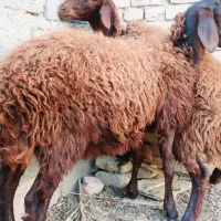 همو زیبا