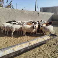 تعدادی بره و قوچ و دبر