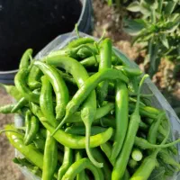 فلفل شیرین و بادمجان
