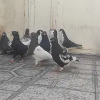 14کفتر هوایی شهری و بهبونی|پرنده|مرودشت, ابوذر شمالی‎|دیوار