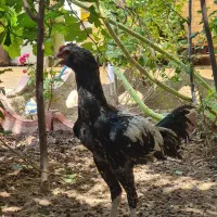 لاری|حیوانات مزرعه|خمینیشهر, |دیوار