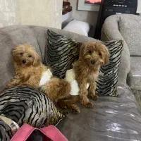 پودل های عروسکی قشنگ‌من|سگ|اسالم, |دیوار