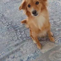 سگ اشپیتز تریر ماده ۷کیلویی رایگان فقط به خانواده