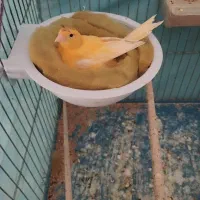 فروش قناری ماده کار|پرنده|داراب, |دیوار