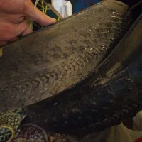 لاستیک ساحلی دوچرخه پهن ۲۶|دوچرخه، اسکیت، اسکوتر|فردیس, داوری|دیوار