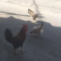 مرغ و خروس محلی|حیوانات مزرعه|موچش, |دیوار