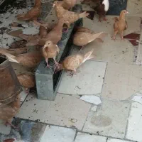 حیون جفتی و پرشی|پرنده|تربتحیدریه, رجایی|دیوار