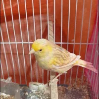 قناری جفت فروشی