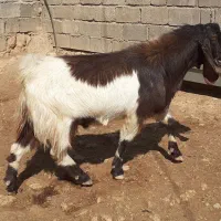 ساورن پاکستانی|حیوانات مزرعه|دالاهو, |دیوار