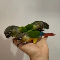 سه عدد جوجه گرینچیک رام دونه خور|پرنده|بندر انزلی, معلم|دیوار