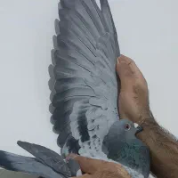 مسافتی