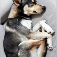 سگ گمشده محدوده خیابان ملکی رباط کریم|حیوانات|رباطکریم, رباطکریم|دیوار