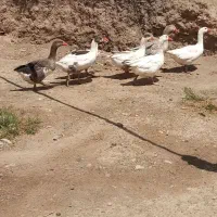 ۷ عدد قاز محلی بفروش میرسد