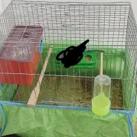 قفص سالم با وسایل