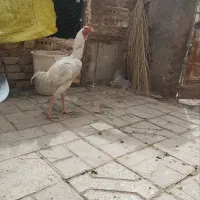 مرغ لاری بوقلمون