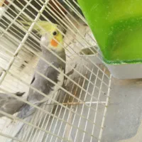 یک جفت عروس هلندی|پرنده|فاضل آباد, |دیوار