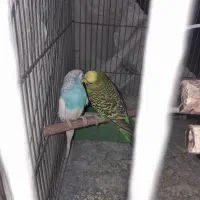 یک جفت مرغ عشق مولد جوان