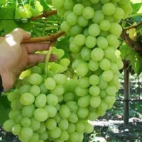 فروش و معاوضه 400 متر باغچه غارسی فرهنگشهر با