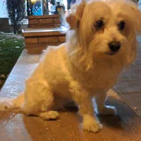 سگ گمشده|حیوانات|کرج, گوهردشت|دیوار