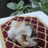 خوکچه هندی|موش و خرگوش|کلاله, |دیوار