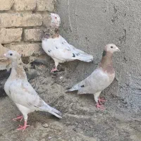 جفتگاه سار با جوجه گراف ماده