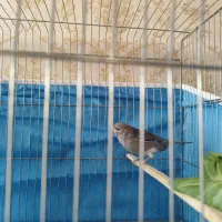 دوتا قناری نر مست|پرنده|شیراز, مسلم|دیوار