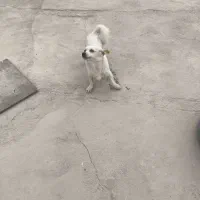 سگ پاکوتاه روباهی|سگ|یزد, |دیوار