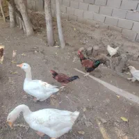 خروس جوان( بچه خروز)|حیوانات مزرعه|مرند, |دیوار