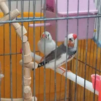 فنج سفید گلو بریده