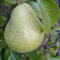 گلابی