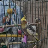 عروس هلندی و مرغ عشق
