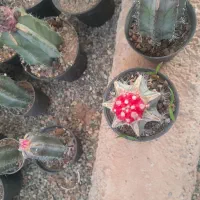 گلو و گیاه|گل و گیاه طبیعی|قزوین, |دیوار