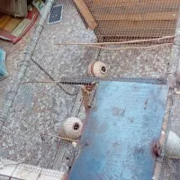 قفس پرنده|لوازم جانبی حیوانات|بندر گناوه, |دیوار