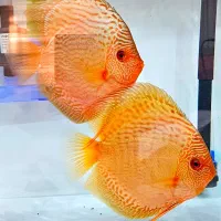 جفت دیسکس مولد سوپر سایز