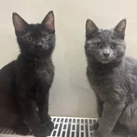 واگذاری گربه