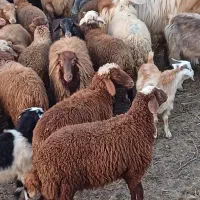 فروش بره پرواری