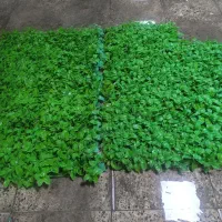 چمن مصنوعی و دیوار پوش