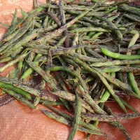 باقالی درشت و دانه دار