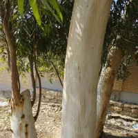 برش وهرس وخریداواع چوب ودرخت اوکلاتوس