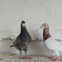کبوتر نرماده سار|پرنده|گنبد کاووس, |دیوار