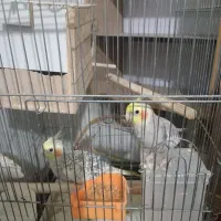 عروس هلندی مولد