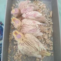 جوجه عروس هلندی