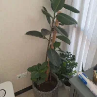 گل فیکوس|گل و گیاه طبیعی|تهران, کیانشهر|دیوار