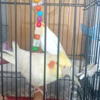 عروس لوپ قرمز