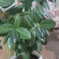 گل فیکوس ۲ متری