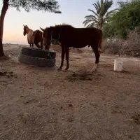 فروش مادیون همراه کره نر یک سال و نیم|اسب و تجهیزات اسبسواری|بهبهان, |دیوار