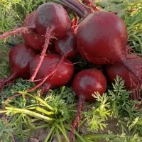 بذر لبو درجه یک بذر مادره